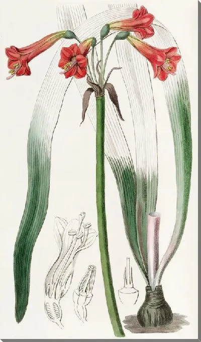 Картина Фицелла с короткой трубкой (1815-1819)