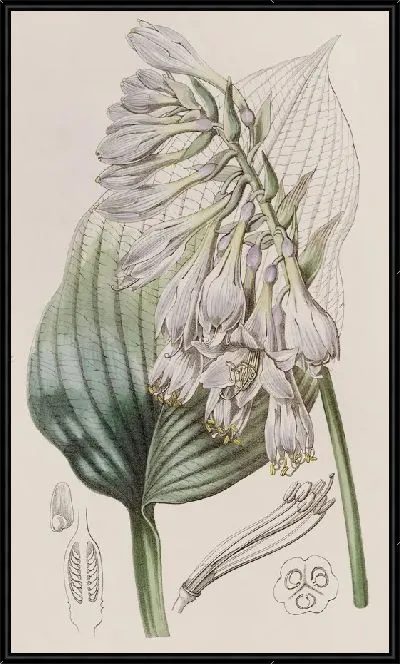 Картина Функия Зибольда (1815-1819)