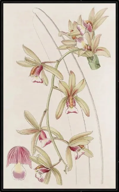 Картина Цимбидиум короткогубый толстолистный (1815-1819)