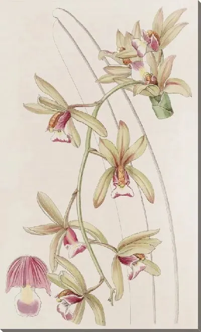 Картина Цимбидиум короткогубый толстолистный (1815-1819)