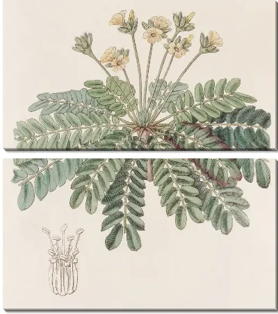 Картина Чувствительный щавель (1815-1819)