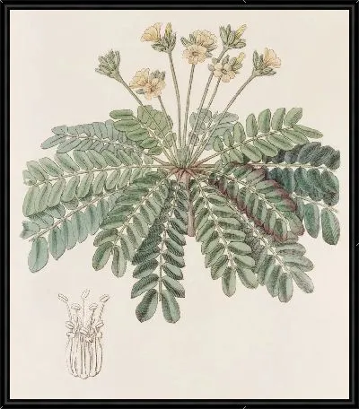 Чувствительный щавель (1815-1819)