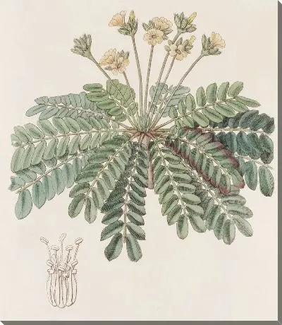 Чувствительный щавель (1815-1819)