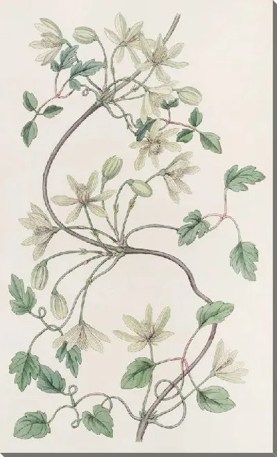 Картина Шатер Шестилепестковой Богородицы (1815-1819)