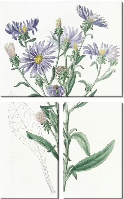 Картина Шеви Астер (1815-1819)