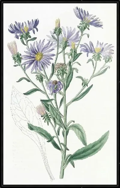 Картина Шеви Астер (1815-1819)