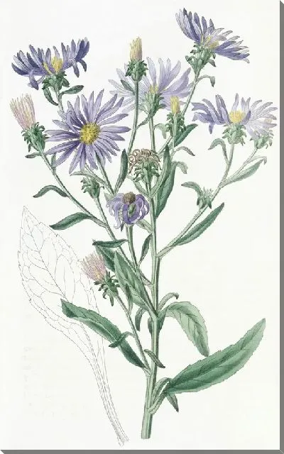 Картина Шеви Астер (1815-1819)
