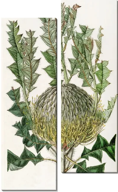 Картина Шеви Банксия (1815-1819)