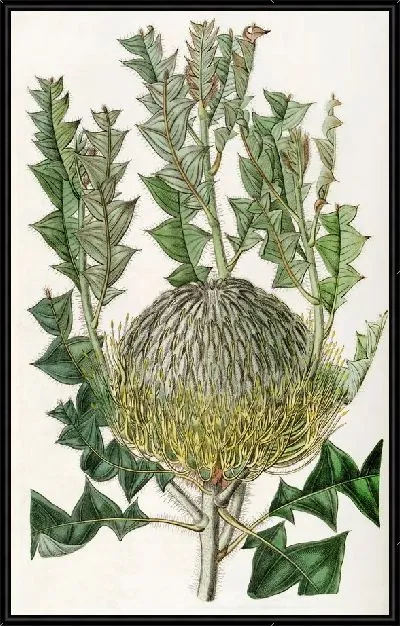 Картина Шеви Банксия (1815-1819)