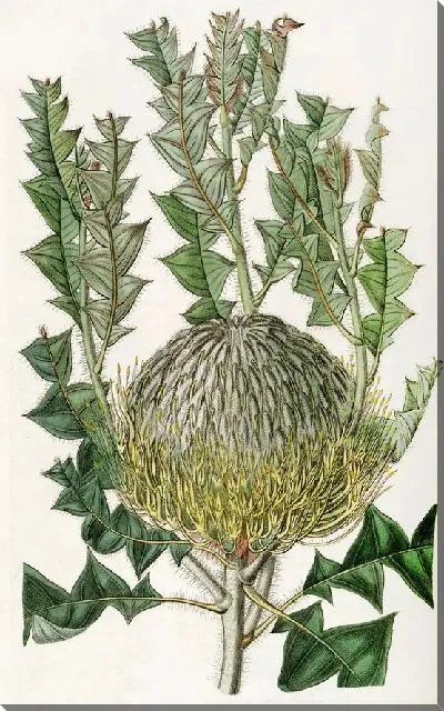 Картина Шеви Банксия (1815-1819)