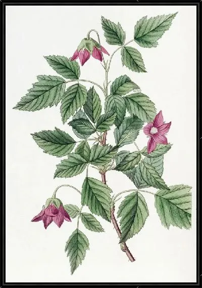 Картина Шеви Брамбл (1815–1819)