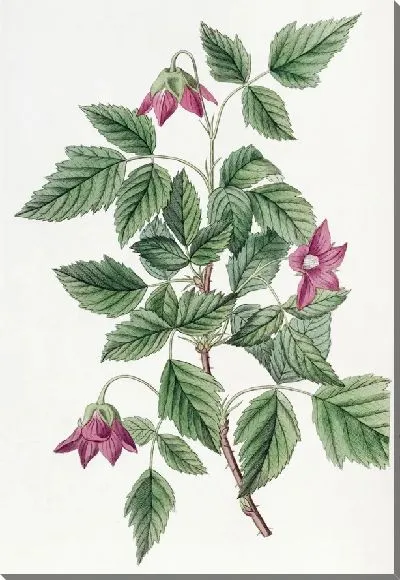 Картина Шеви Брамбл (1815–1819)