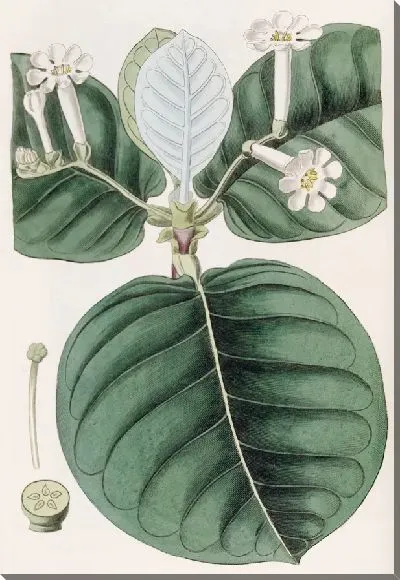 Картина Шеви Геттарда (1815-1819)