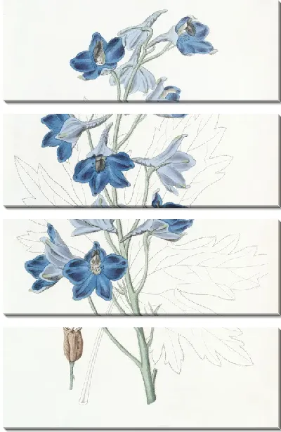 Картина Шеви Дельфиниум (1815-1819)