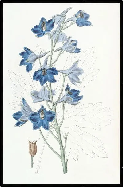 Картина Шеви Дельфиниум (1815-1819)