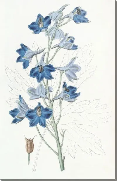 Картина Шеви Дельфиниум (1815-1819)