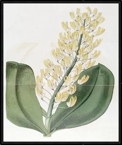 Картина Шеви Дендробиум (1815-1819)