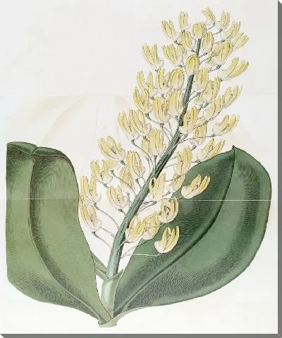 Картина Шеви Дендробиум (1815-1819)