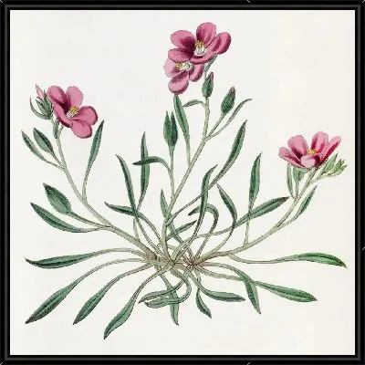 Картина Шеви Каландриния (1815-1819)