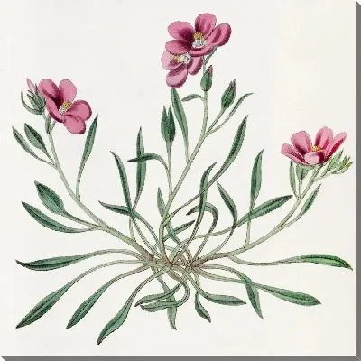 Картина Шеви Каландриния (1815-1819)