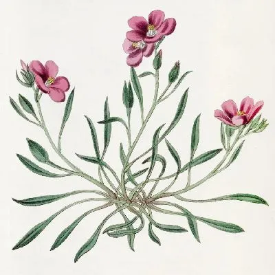 Картина Шеви Каландриния (1815-1819)