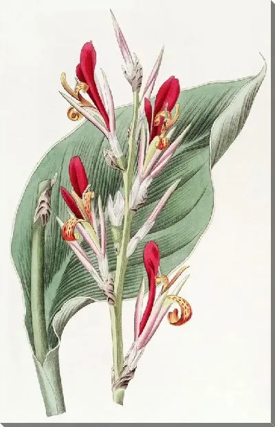 Картина Шеви Канна (1815-1819)