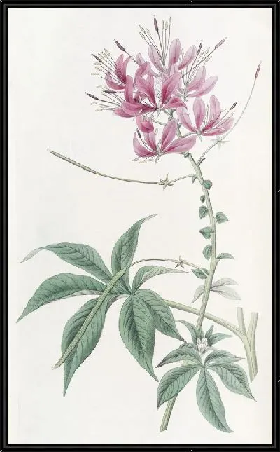 Картина Шеви Клеом (1815–1819)