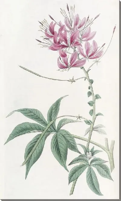 Картина Шеви Клеом (1815–1819)