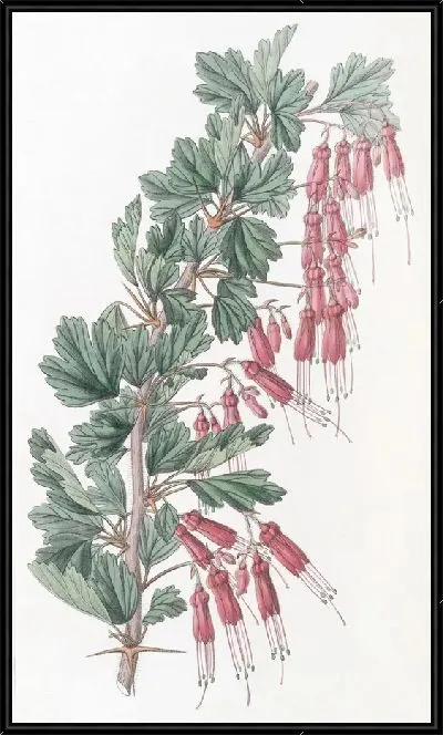 Картина Шеви Крыжовник (1815-1819)
