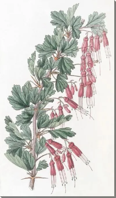 Картина Шеви Крыжовник (1815-1819)