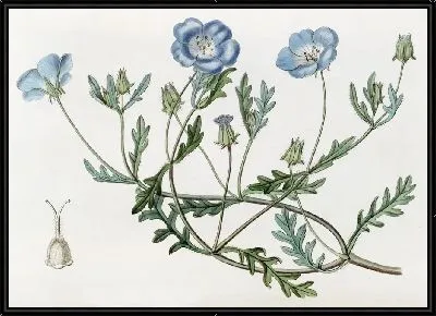 Картина Шеви Немофила (1815-1819)