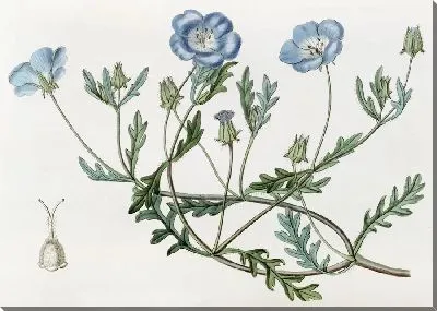 Картина Шеви Немофила (1815-1819)