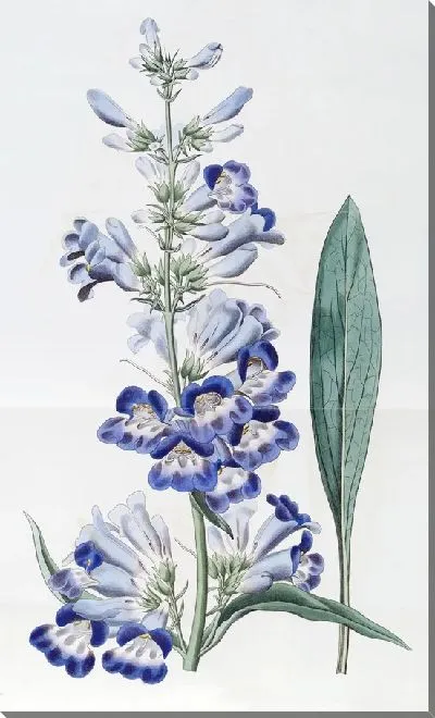 Картина Шеви Пентстемон (1815-1819)