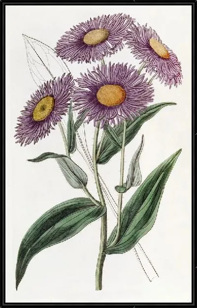 Картина Шеви Стенактис (1815-1819)
