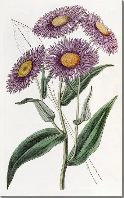 Картина Шеви Стенактис (1815-1819)