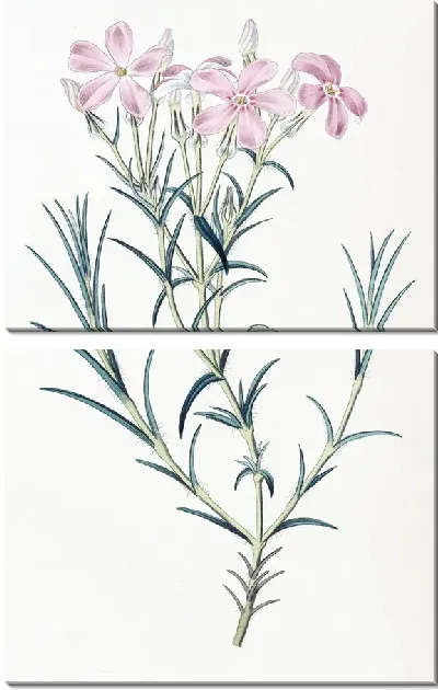 Картина Шеви Флокс (1815-1819)