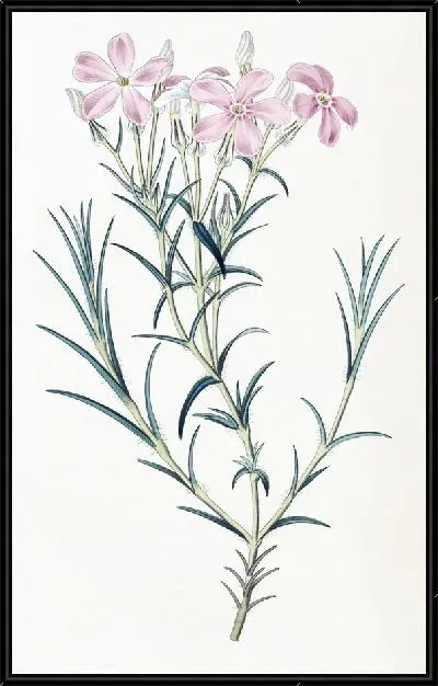 Картина Шеви Флокс (1815-1819)