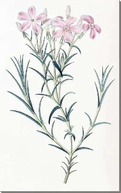 Картина Шеви Флокс (1815-1819)