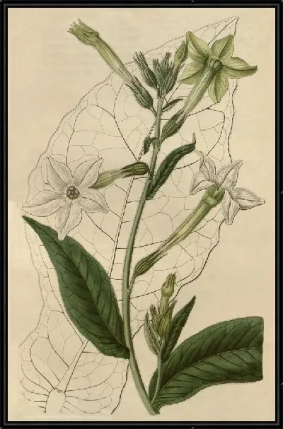 Картина Шираз Табак (1815-1819)