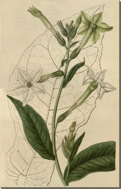 Картина Шираз Табак (1815-1819)