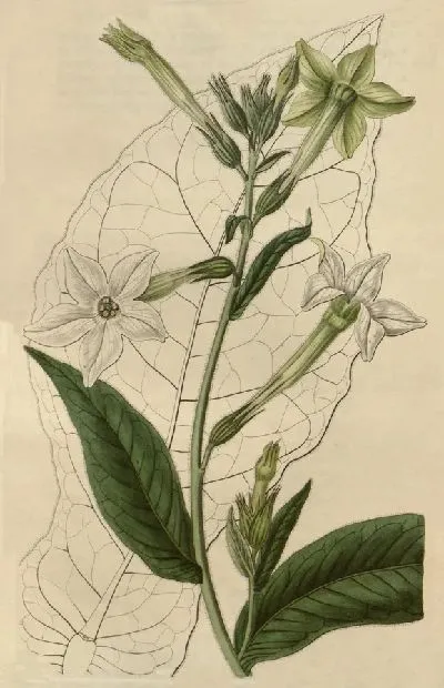 Картина Шираз Табак (1815-1819)