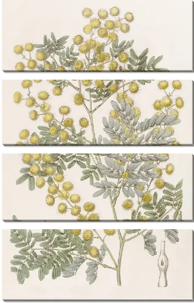 Картина Эффектная акация (1815-1819)