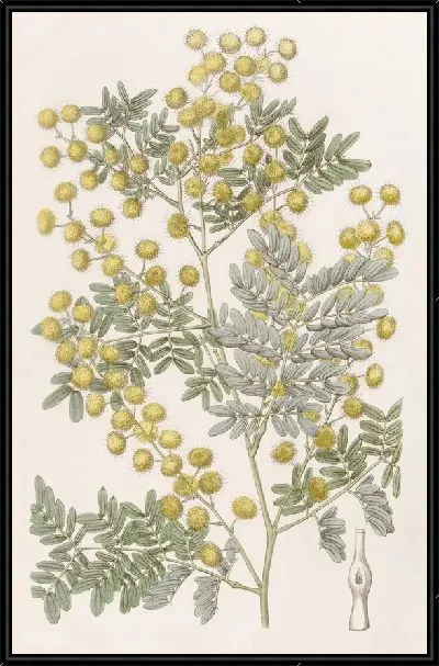 Картина Эффектная акация (1815-1819)