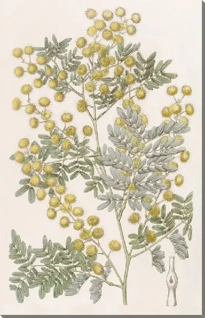 Картина Эффектная акация (1815-1819)