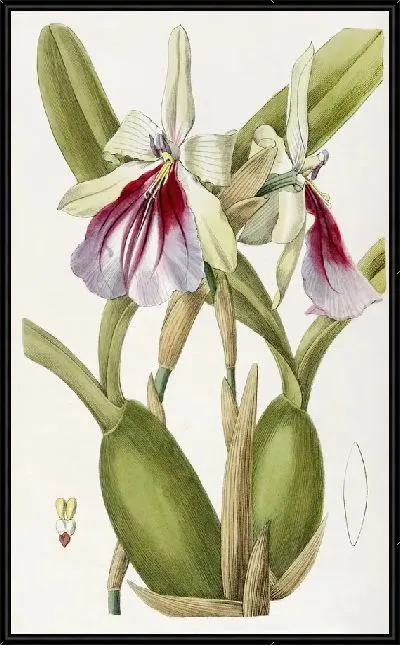Картина Эффектная Мильтония (1815-1819)