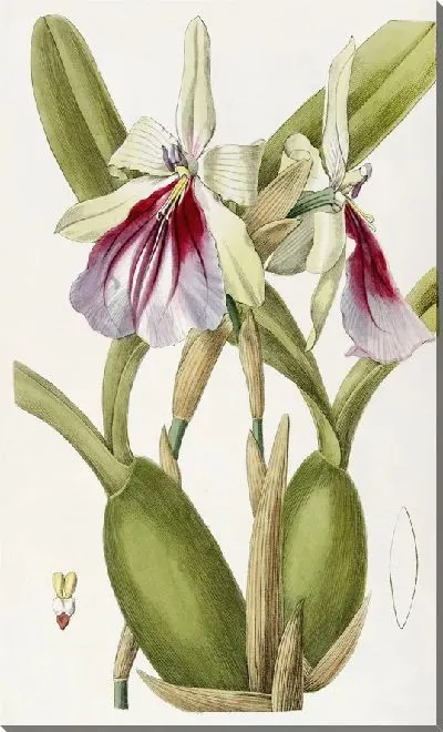 Картина Эффектная Мильтония (1815-1819)