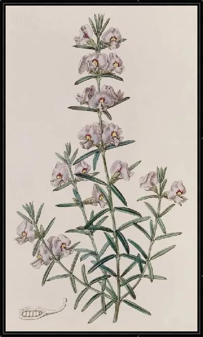 Картина Эффектная Мирбелия (1815-1819)