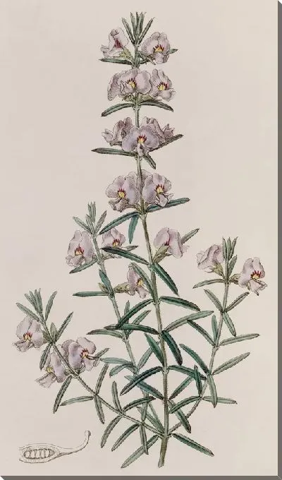 Картина Эффектная Мирбелия (1815-1819)