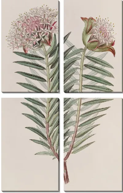 Картина Эффектная Пимелея (1815-1819)
