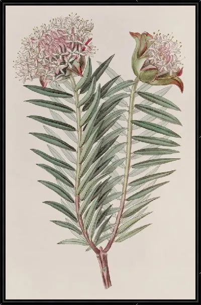 Картина Эффектная Пимелея (1815-1819)